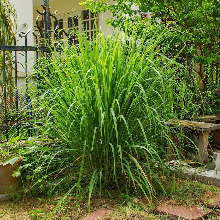 Lemongrass Plant | Live Plants | Cymbopogon Citratus | Low Maintenance