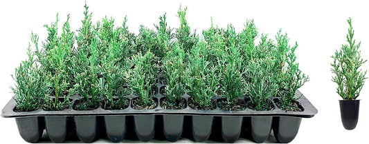 Italian Cypress Tree | Live Seedlings | Cupressus Sempervirens | Formal Elegant Mediterranean Style Plants