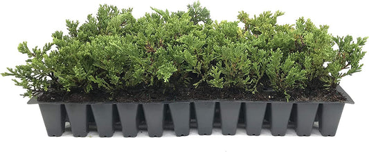 Prince of Wales Juniper - Live Plants - Drought Tolerant Cold Hardy Evergreen Ground Cover