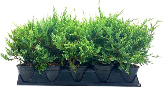 Juniper Sea Spray | Live 4 Inch Pots | Juniperus Chinensis | Drought Tolerant Cold Hardy Evergreen Groundcover Plants