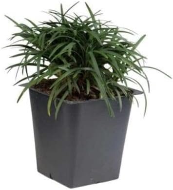 Dwarf Mondo Grass | Flat of Large 4 Inch Pots | Ophiopogon Japonicus Nanus | Live Evergreen Shade Loving Groundcover