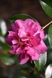 Camellia Sasanqua Sparkling Burgundy I Extra Large 3 Gallon Plants I Pink Flowering Radiant Deep Red Blooms, Live Plant for Gardens & Patios, Elegant Ornamental Shrub (1 Plant)