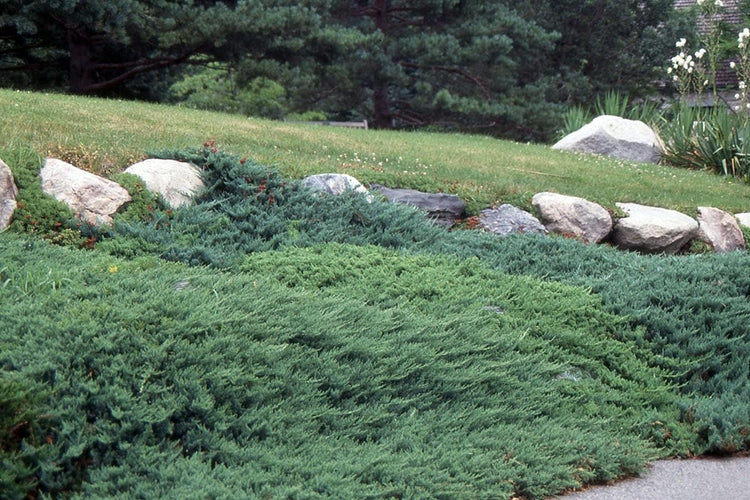 Juniper Bar Harbor - Live Gallon Size Plant - Juniperus Horizontalis - Drought Tolerant Cold Hardy Evergreen Groundcover