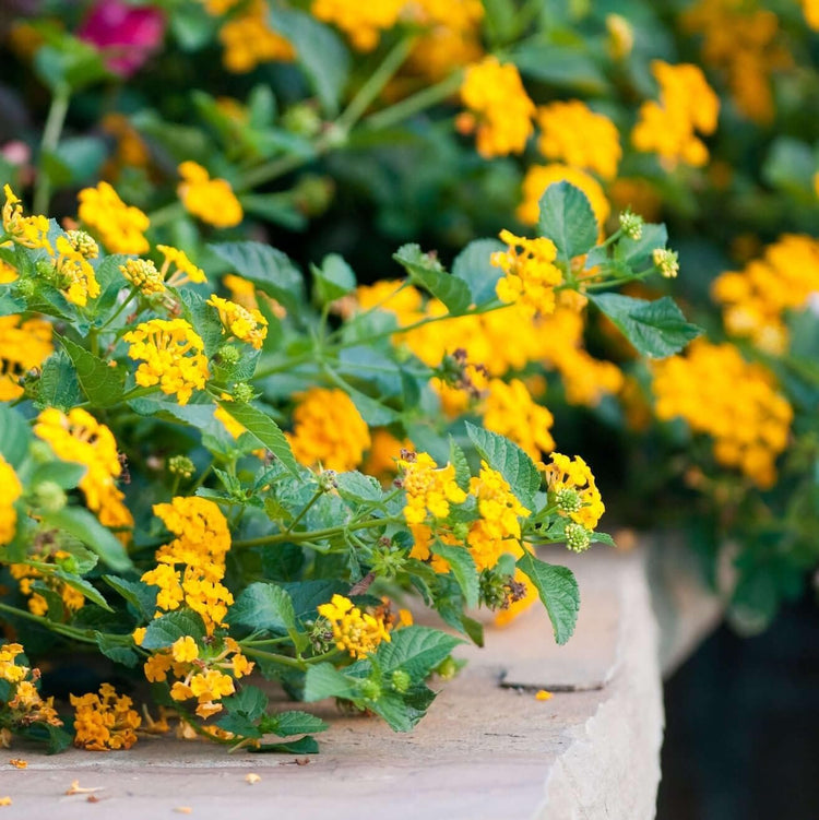 Lantana New Gold I Large Gallon Size Plants I Verbenaceae Camara I Live Vibrant Golden Yellow Flowers, Heat and Drought Tolerant, Ideal for Borders and Hanging Baskets (1 Plant)