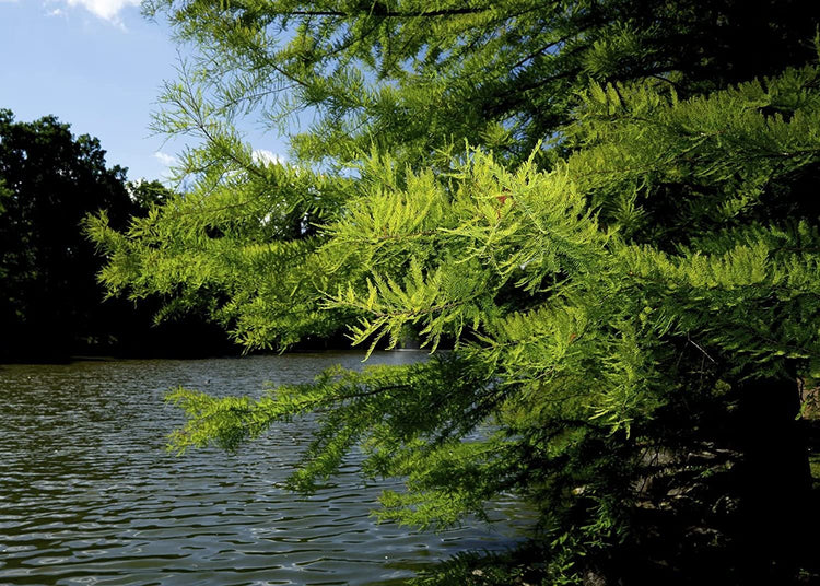 Bald Cypress | Live Trees | Taxodium Distichum | Fast Growing Shade Tree