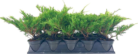 Juniper Calgary Carpet | Live 4 Inch Pots | Juniperus Sabina Monna | Drought Tolerant Cold Hardy Evergreen Groundcover Plants