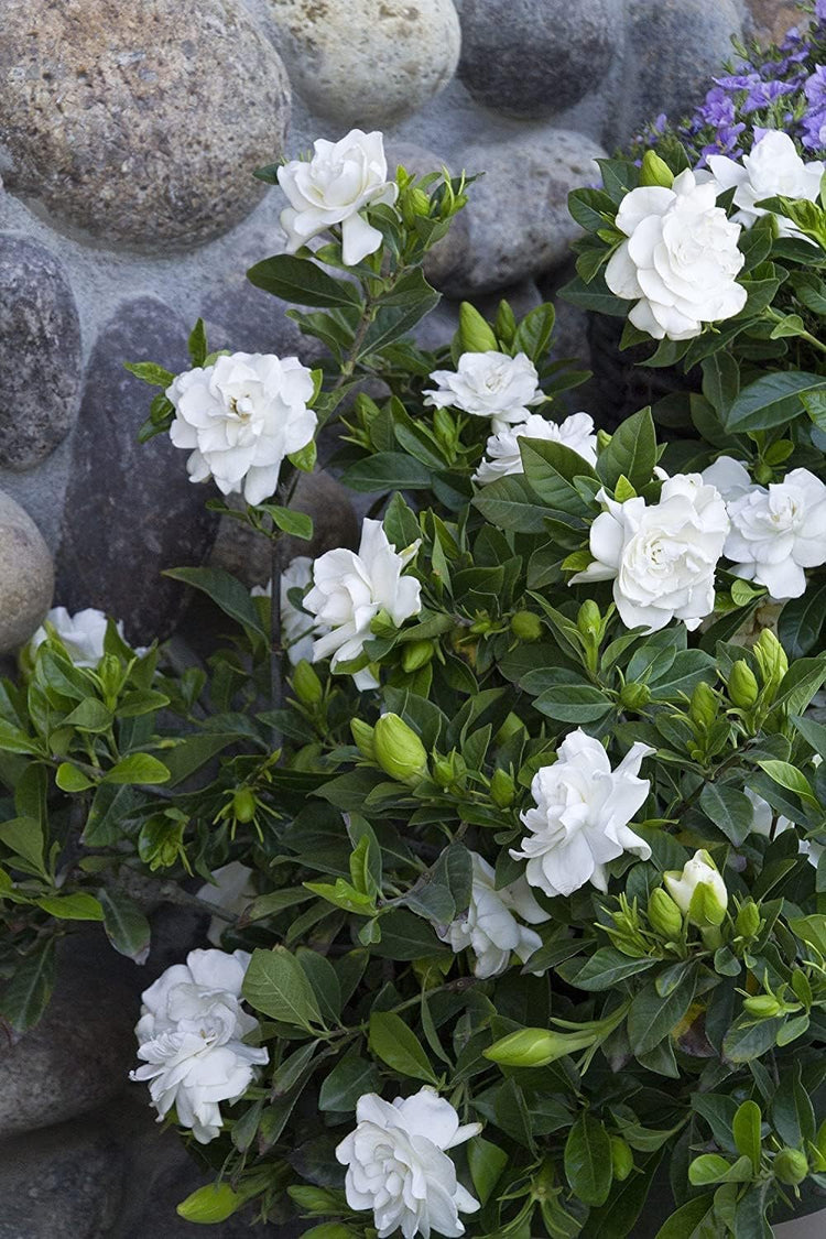 Everblooming Gardenia Jasminoides 'Veitchii' - Live Plants - Beautiful Fragrant Blooming Shrub