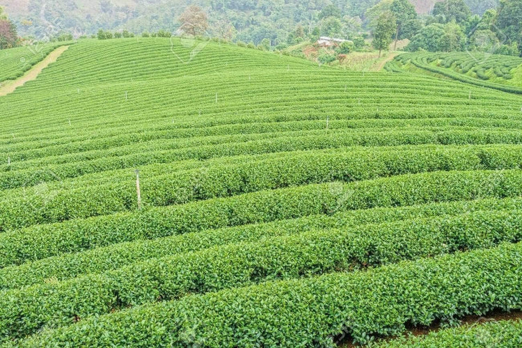 Tea Plant | Camellia Sinensis | Live Plants | Black White Green and Oolong Tea