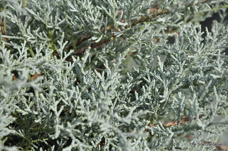 Juniper Angelica Blue - Live Gallon Size Plants - Juniperus Chinensis - Drought Tolerant Evergreen Cold Hardy Shrub