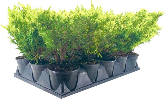 Lime Glow Juniper | Live 4 Inch Pots | Juniperus Horizontalis | Cold Hardy