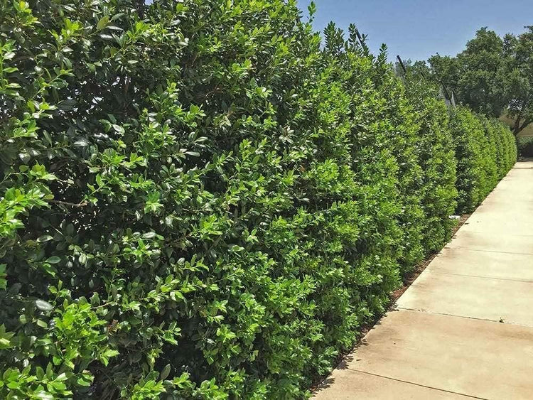 Ilex Nellie R. Stevens Holly - Live Quart Size Trees - Evergreen Privacy Shrub - Red Berries