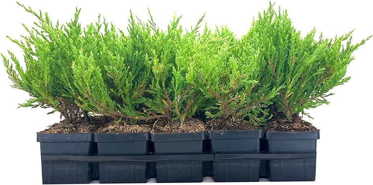 Juniper Andorra Compacta - Live 4 Inch Plants - Juniperus Horizontalis - Drought Tolerant Cold Hardy Evergreen Groundcover