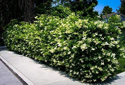 Curled Leaf Privet - Ligustrum Japonicum Recurvifolium | Live Plants