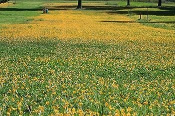 EcoTurf Perennial Peanut Grass | Large Gallon Size Plants | Arachis Glabrata | Live Ground Cover for Sustainable Landscaping, Drought-Tolerant