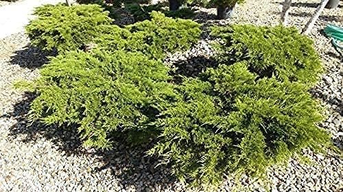 Juniper Monna Sierra Spreader | Live 4 Inch Pots | Juniperus Chinensis | Drought Tolerant Cold Hardy Evergreen Groundcover Plants