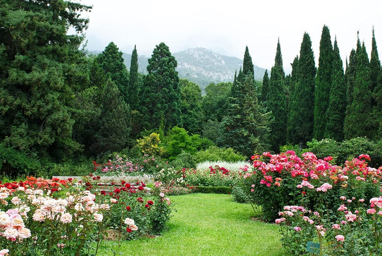 Italian Cypress Tree | Extra Large 3 Gallon Trees | Cupressus Sempervirens | Formal Elegant Mediterranean Style Plants