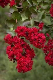 Crape Myrtle Dynamite Red | Extra Large 3 Gallon Plant | Vivid Red Blooms & Hardy Growth, Live Plant, Ornamental Shrub for Striking Garden Display