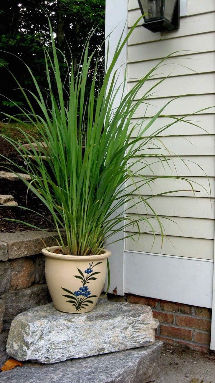 Lemongrass Plant | Live Plants | Cymbopogon Citratus | Low Maintenance