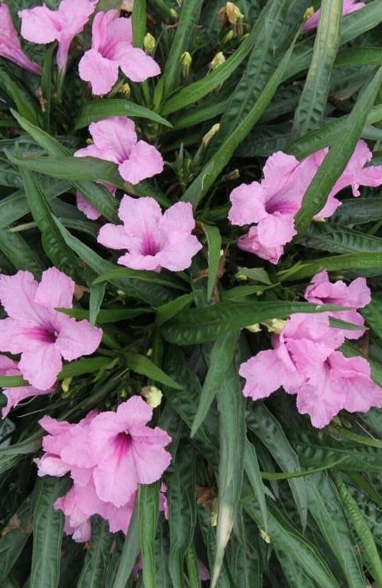 Mexican Petunia Pink I Large Gallon Size Plants I Ruellia Brittoniana | Live Delicate Pink Flowers, Drought and Heat Tolerant, Perfect for Borders and Containers (3 Plants)