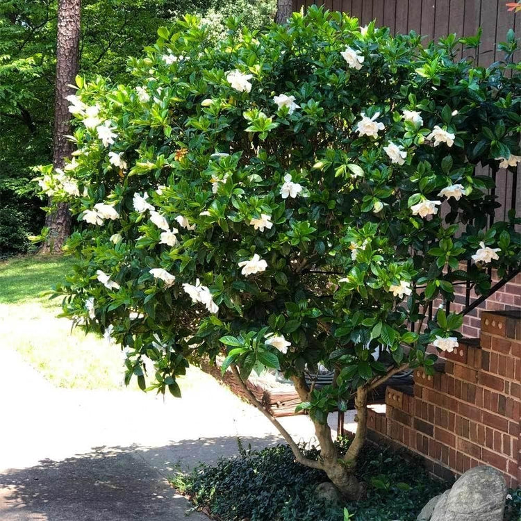 Gardenia August Beauty | Live Plants | Gardenia Jasminoides | Beautiful