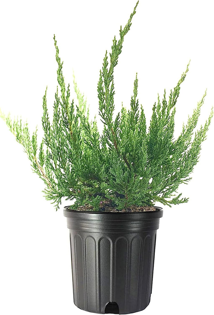 Juniper Blue Sargent | Live Gallon Size Plants | Juniperus Chinensis