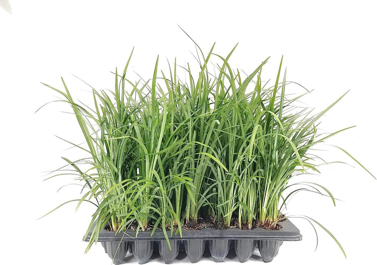 Emerald Goddess Liriope Muscari | Live Plants | Drought Tolerant