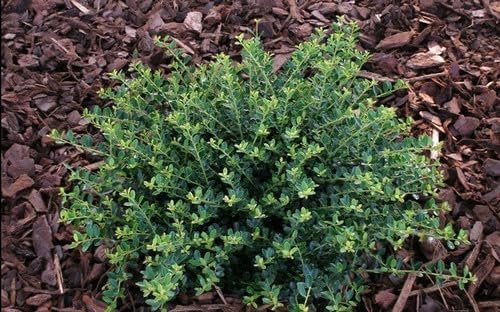 Helleri Holly Shrub | Live Plants I Ilex Cornutal | Compact Evergreen Ideal for Low Borders, Formal Gardens and Ornamental Plantings, Dense, Small Leaves for Refined Look (20 Plants)