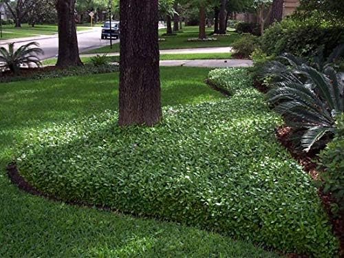 Asiatic Jasmine Minima - Live 4 Inch Plants - Trachelospermum Asiaticum - Drought Tolerant Cold Hardy Evergreen