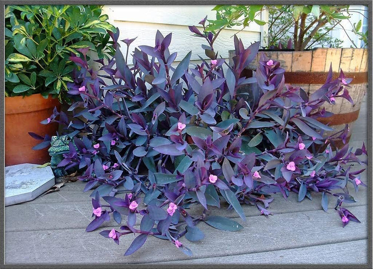 Purple Heart | Live Plants | Setcreasea Pallida Tradescantia | Blooming Wandering Vine Drought Tolerant Perennial Groundcover