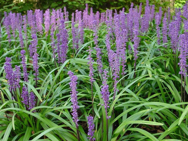 Super Blue Liriope Muscari - Live Plants - Evergreen Ground Cover Grass