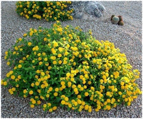 Lantana New Gold I Large Gallon Size Plants I Verbenaceae Camara I Live Vibrant Golden Yellow Flowers, Heat and Drought Tolerant, Ideal for Borders and Hanging Baskets (1 Plant)