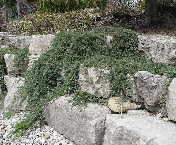 Blue Rug Juniper - 15 Live Plants - 4" Container Low Maintenance Evergreen Ground Cover