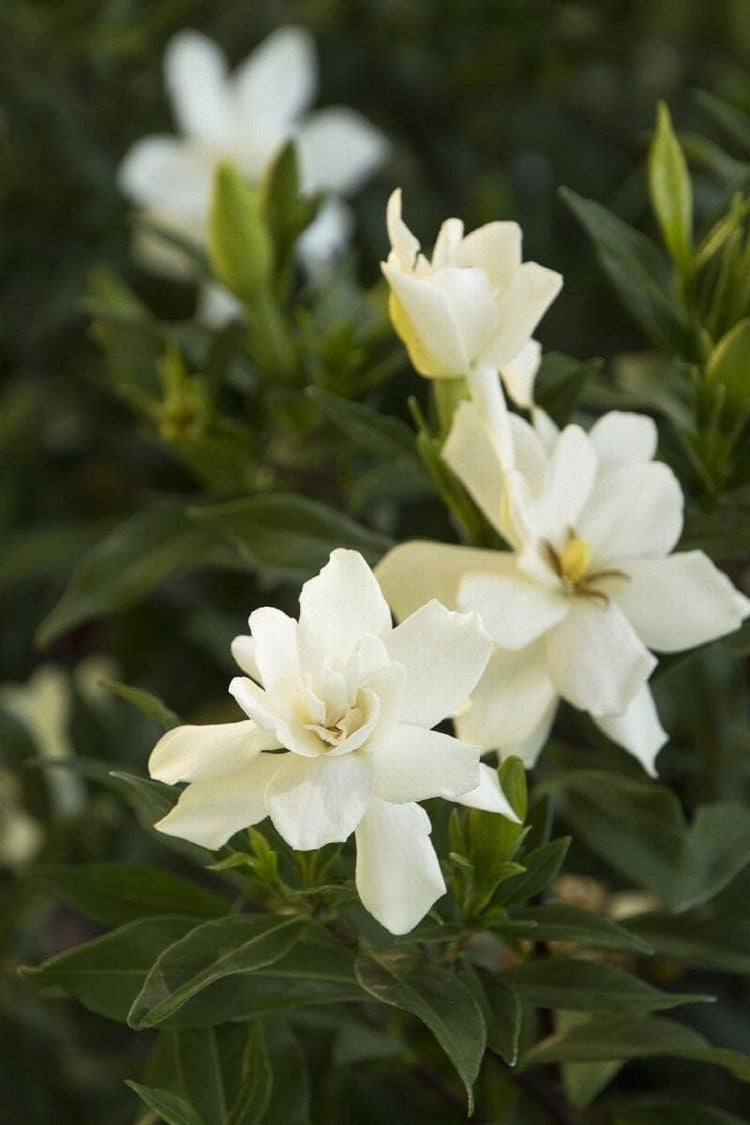 Gardenia Radicans Dwarf | Live Plants | Fragrant Blooming Shrub | Gardenia Jasminoides Cape Jasmine