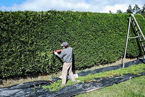 Arborvitae Emerald Green | Live 4 Inch Pots | Thuja Occidentalis Smaragd Tree | Evergreen Privacy Screening Hedge Plants