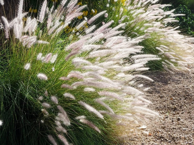 White Fountain Grass | Large Gallon Size Plants | Pennisetum Alopecuroides