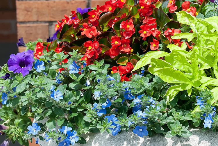 Blue Daze | Large Gallon Size Plants | Evolvulus Glomerata | Low Maintenance Drought Tolerant Blooming Groundcover