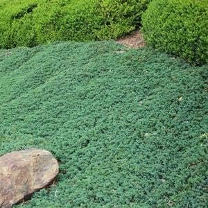 Blue Rug Juniper | Extra Large 3 Gallon Plant | Live Ground Cover Evergreen Shrubs for Landscaping, Garden, Slope Control - Drought Tolerant, Low Maintenance