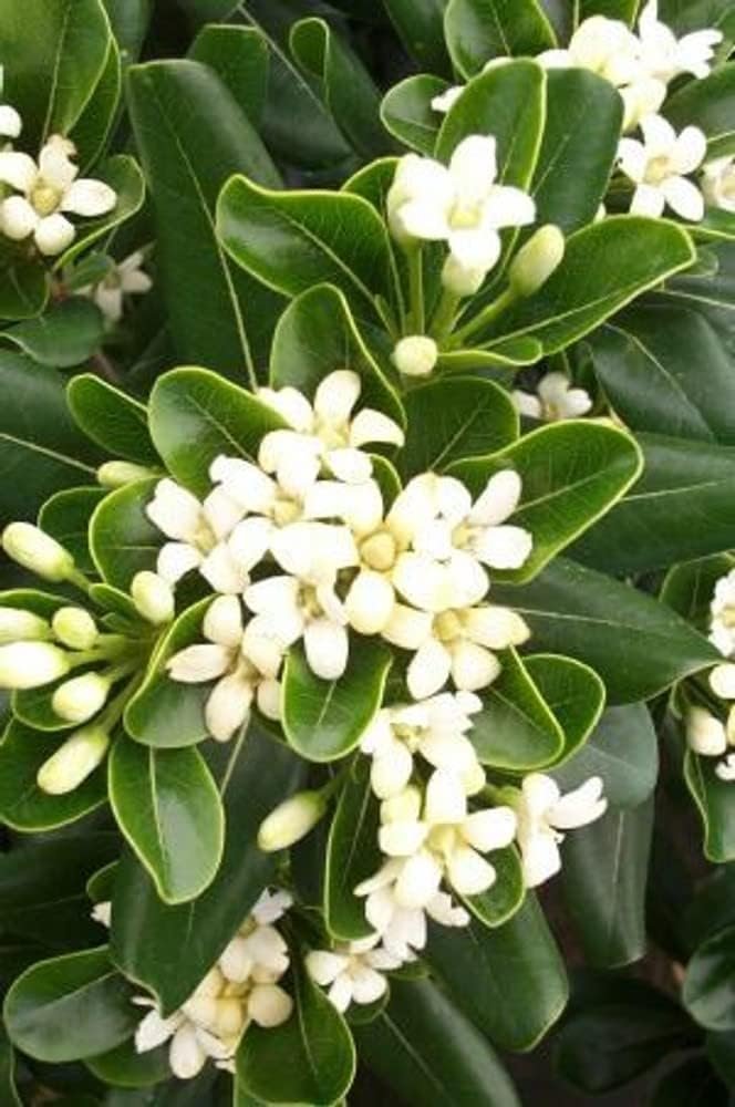 Compact Green Pittosporum | Live Plants | Pittosporum Tobira | Beautiful Fragrant Flowering Low Maintenance Shrub