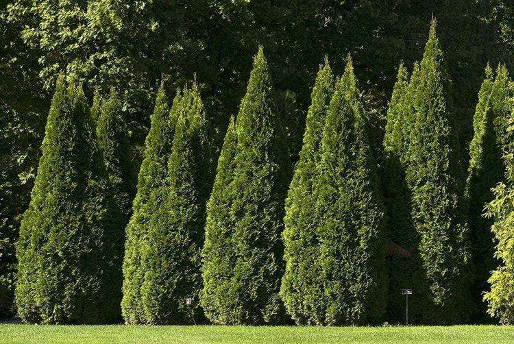 Thuja Emerald Green Arborvitae | Live Plants | Evergreen Privacy Hedge Tree Shrub