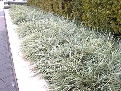 Aztec Grass - Live Plants - Variegated Liriope - Ophiopogon Intermedius Argenteomarginatus