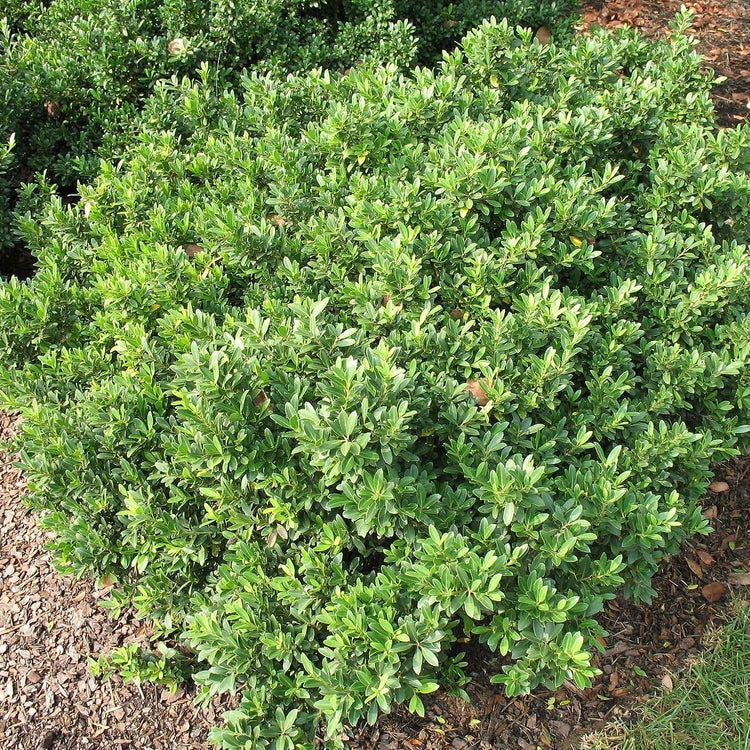 Hoogendoorn Holly Shrub I Live Plants I Ilex Crenata | Lustrous Evergreen for Hedging, Privacy Screens, and Decorative Accents (10 Plants)