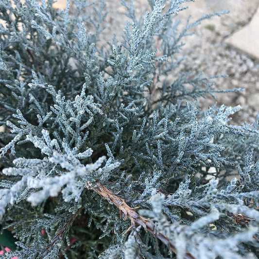 Juniper Angelica Blue - Live Gallon Size Plants - Juniperus Chinensis - Drought Tolerant Evergreen Cold Hardy Shrub