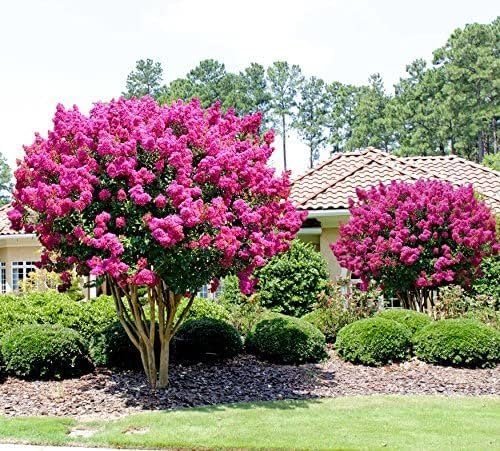 Crape Myrtle Pink Velour | Extra Large 3 Gallon Plants | Lush Magenta-Pink Blooms, Live Plant, Elegant Ornamental Shrub for Distinctive Garden Accents