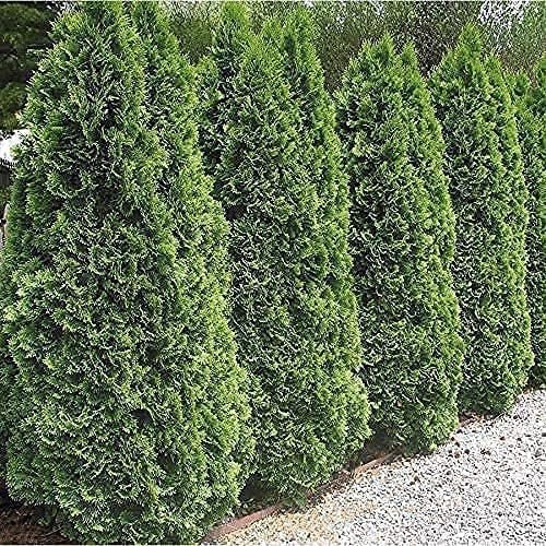 Arborvitae Emerald Green | Live Gallon Size Trees | Thuja Occidentalis Smaragd | Evergreen Privacy Screening Hedge Plants