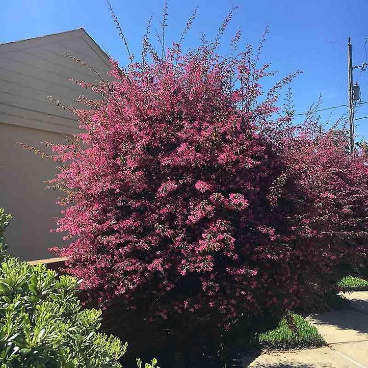 Loropetalum Zhuzhou I Live Plants I Chinese Fringe Flower I Striking Deep Purple Foliage with Vivid Pink Blooms, Ideal for Hedges, Borders, and Ornamental Gardens (03 Plants)