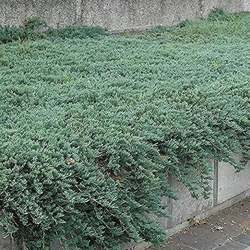 Juniper Blue Sargent - Live 4 Inch Pots - Juniperus Chinensis - Drought Tolerant Cold Hardy Evergreen Groundcover Plants