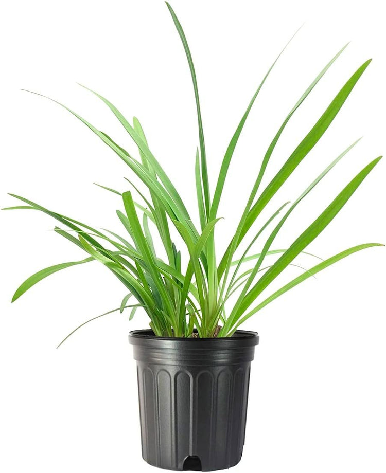 Agapanthus Africanus Lily of The Nile | Large Gallon Size Plants