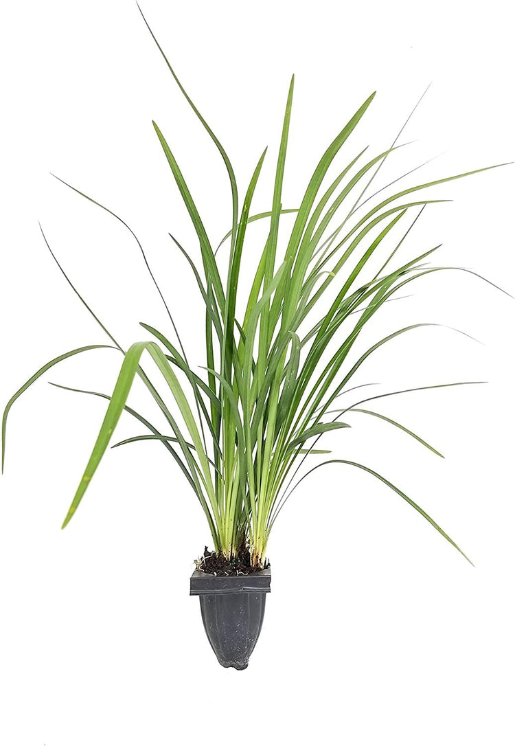 Emerald Goddess Liriope Muscari | Live Plants | Drought Tolerant