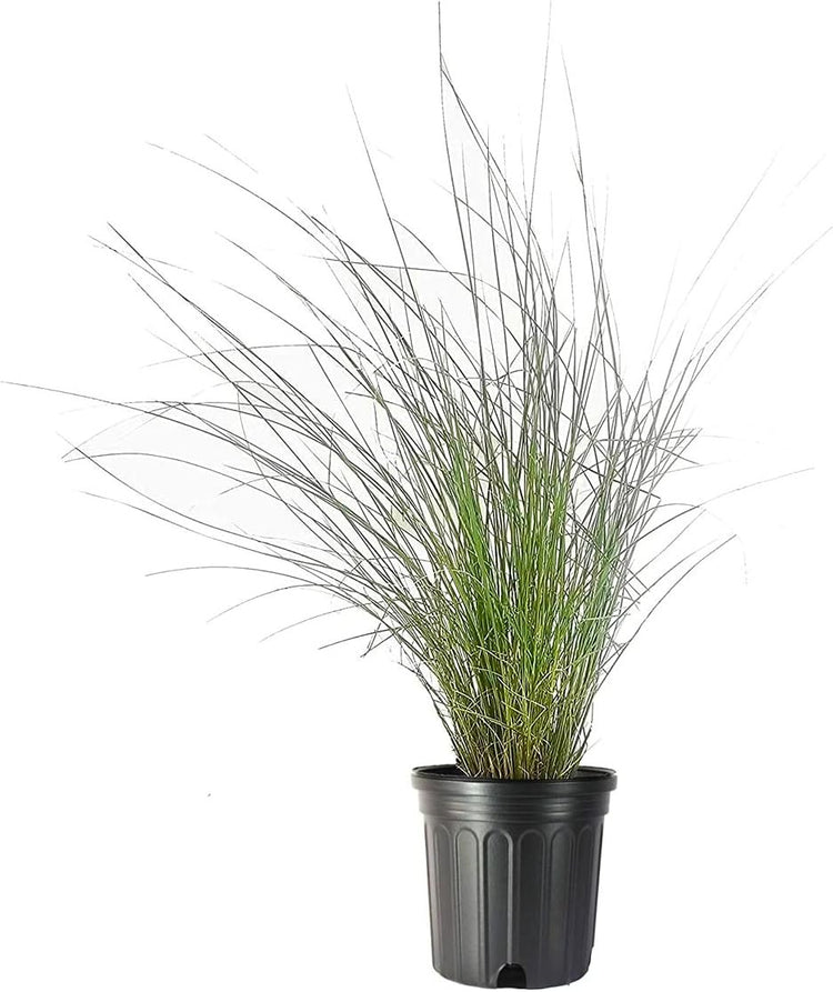 Muhly Grass | Live Gallon Size Plants | Muhlenbergia Capillaris