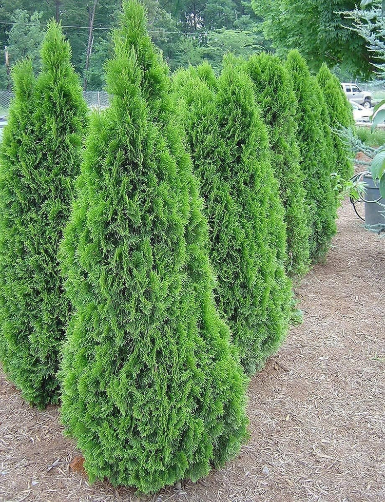 Arborvitae Emerald Green | Live Gallon Size Trees | Thuja Occidentalis Smaragd | Evergreen Privacy Screening Hedge Plants